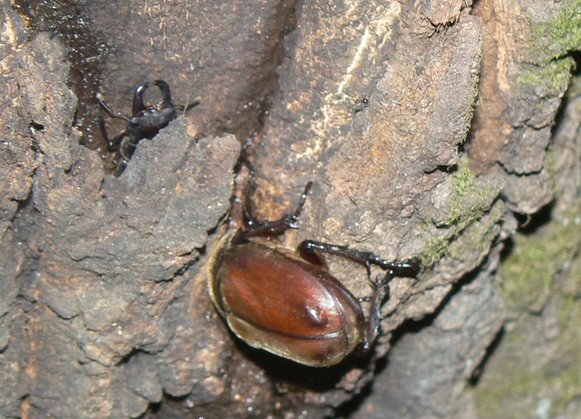 住宅横の飲み屋のとなり_ヒラタクワガタ♂、カブトムシ♂_2021年7月15日21時10分 気温28度